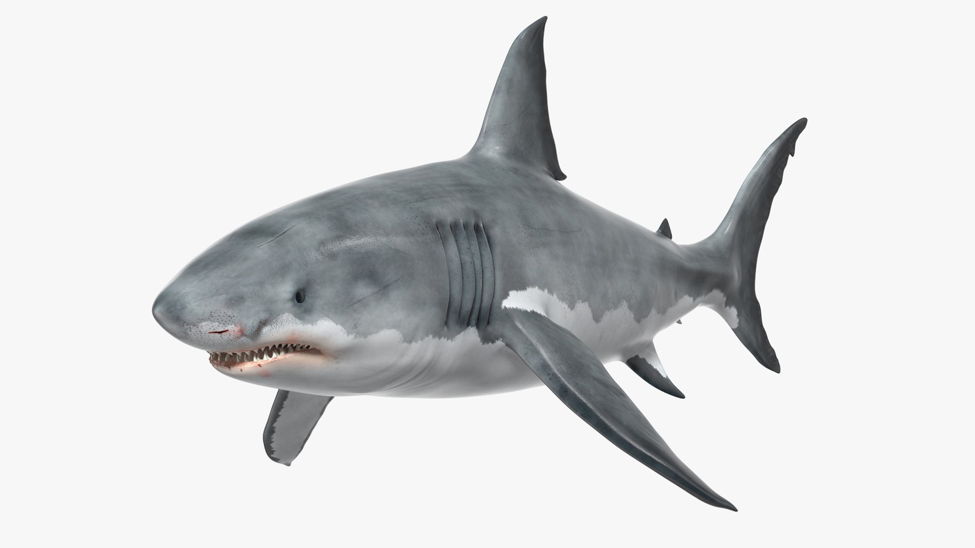 Great White Shark Blood Stained Rigged for Maya 3D model preview