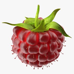 3D Red Raspberry Fur model