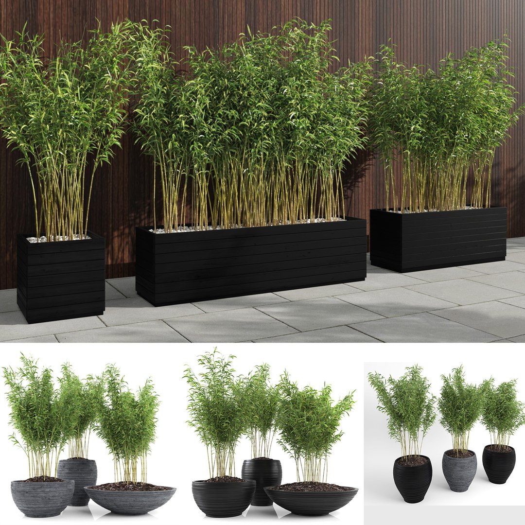 bamboo plants fargesia murielae model https://p.turbosquid.com/ts-thumb/sd/TY0rWg/Sta4odKl/_bamboo_plant_11/jpg/1579992713/1920x1080/fit_q87/2960a1044854412249cdcaff9f0eeb834e5f0182/_bamboo_plant_11.jpg