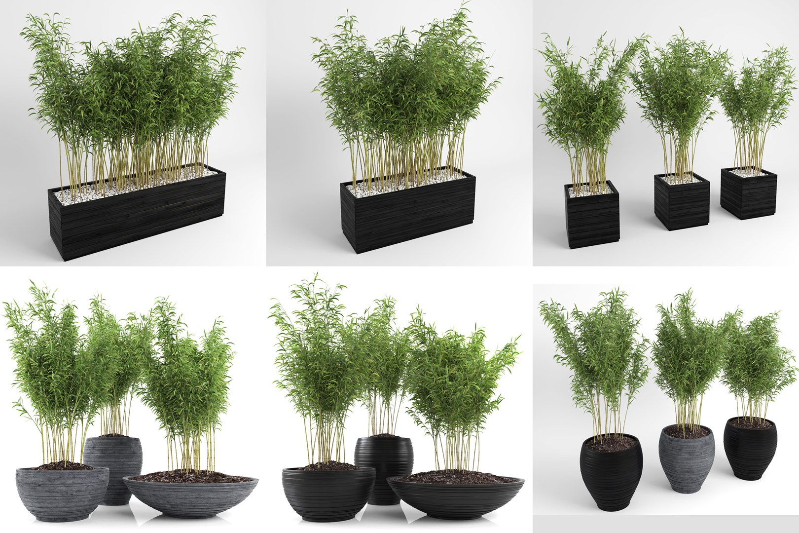 bamboo plants fargesia murielae model https://p.turbosquid.com/ts-thumb/sd/TY0rWg/U6AlEKUO/bamboo_plant_11_b/jpg/1579992713/1920x1080/fit_q87/f5110884cd027fdd28597113e365529248569e31/bamboo_plant_11_b.jpg