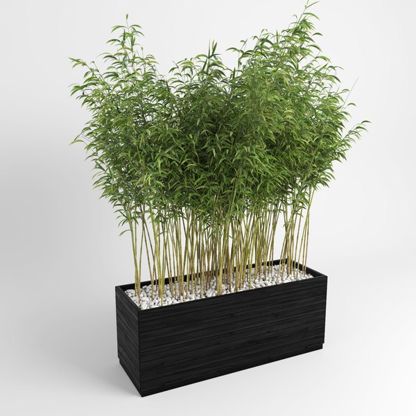Bamboo plants fargesia murielae model - TurboSquid 1083701