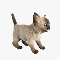 Kitten Siamese (Fur)