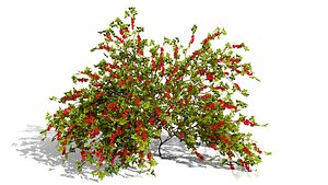 Japanese Garden Plant Trio 3D Models model