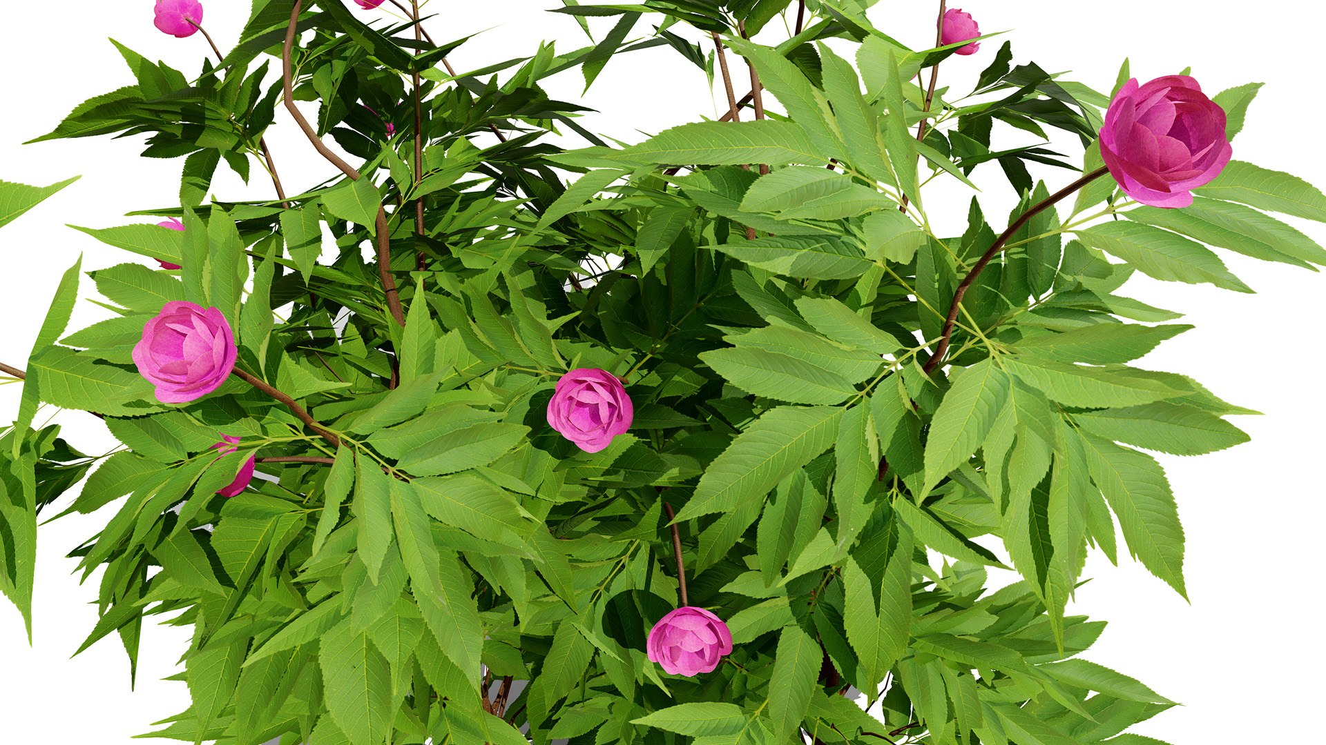 Japanese Garden Plant Trio 3D Models model https://p.turbosquid.com/ts-thumb/sd/uUQCmF/5X/japanesepeonyz43l/jpg/1786489946/1920x1080/fit_q87/251358b36dc8e6cc2d1a35705bf8bd18e0999fd4/japanesepeonyz43l.jpg