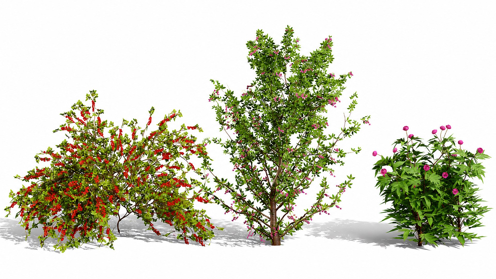 Japanese Garden Plant Trio 3D Models model https://p.turbosquid.com/ts-thumb/sd/uUQCmF/8R/botanical_trio_landscape/jpg/1786489942/1920x1080/fit_q87/2da197f47aa171d30e0643a673bc8980d2598b57/botanical_trio_landscape.jpg