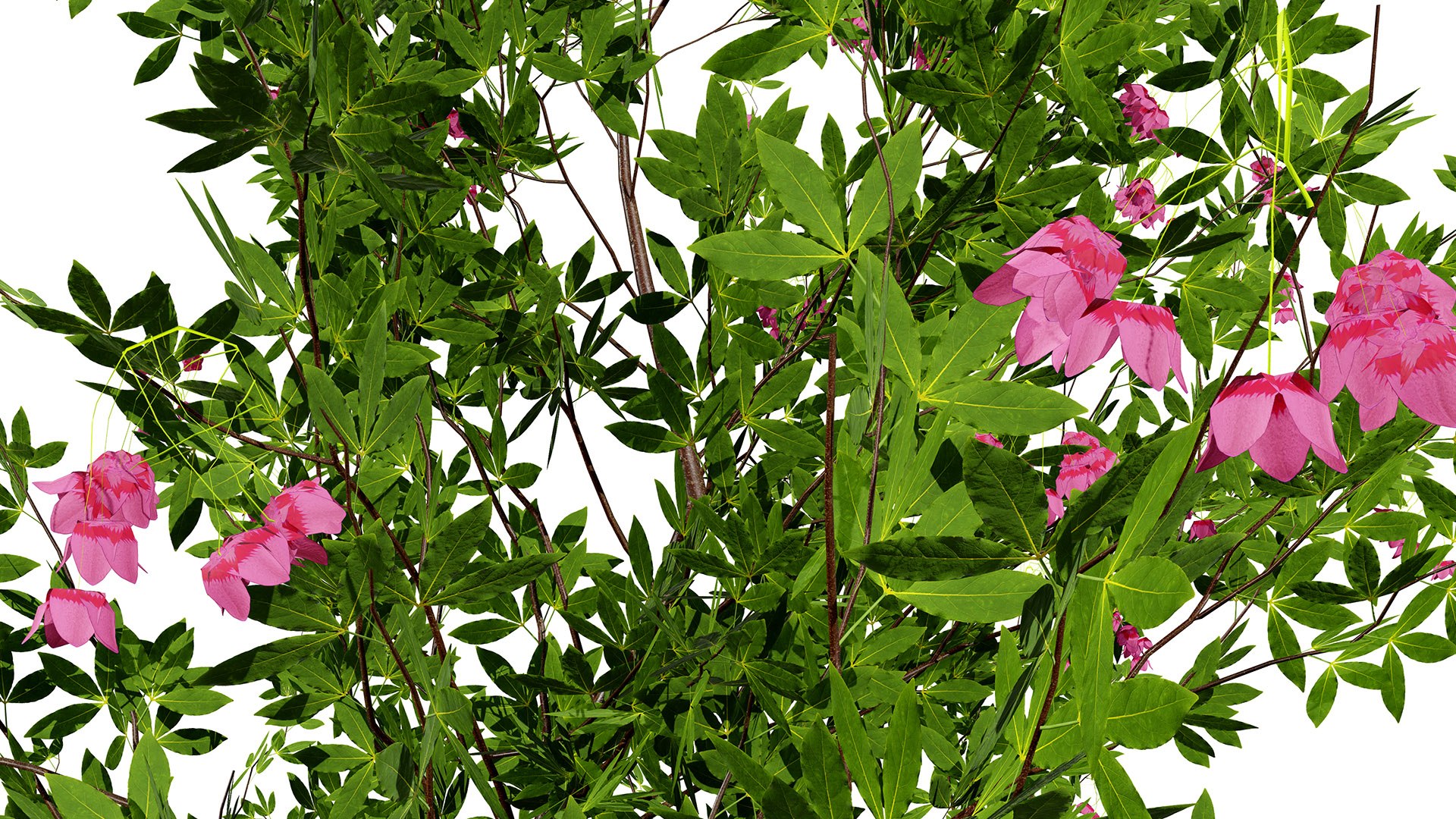 Japanese Garden Plant Trio 3D Models model https://p.turbosquid.com/ts-thumb/sd/uUQCmF/DW/japaneseenkianthuscampanulatuszl/jpg/1786489945/1920x1080/fit_q87/a8ffa3211283cb74b90e48142ba99faf4887b456/japaneseenkianthuscampanulatuszl.jpg