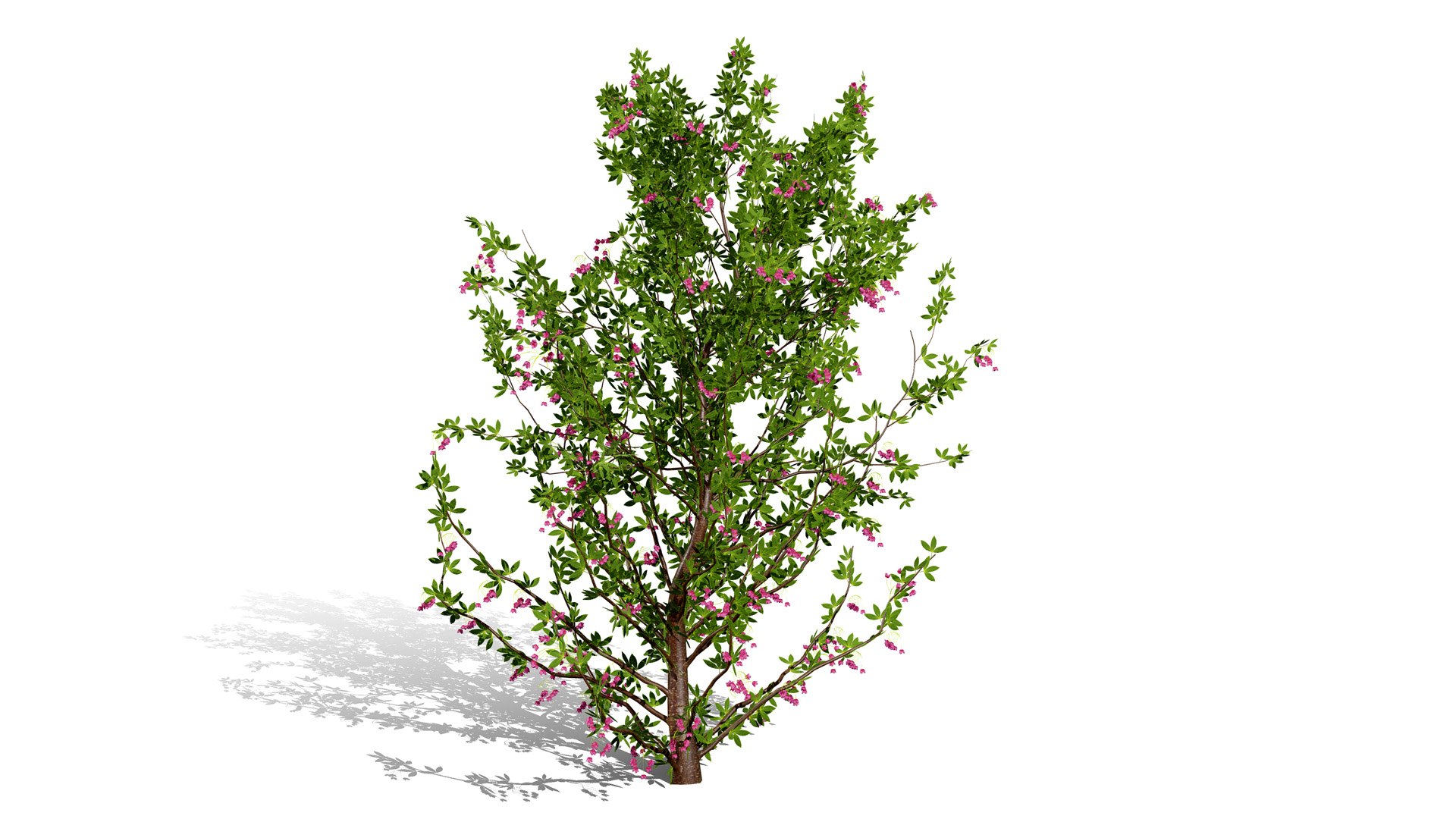 Japanese Garden Plant Trio 3D Models model https://p.turbosquid.com/ts-thumb/sd/uUQCmF/Ie/japaneseenkianthuscampanulatusl/jpg/1786489944/1920x1080/fit_q87/007c85332298f9fa61bd3d3b4c610986f704decc/japaneseenkianthuscampanulatusl.jpg