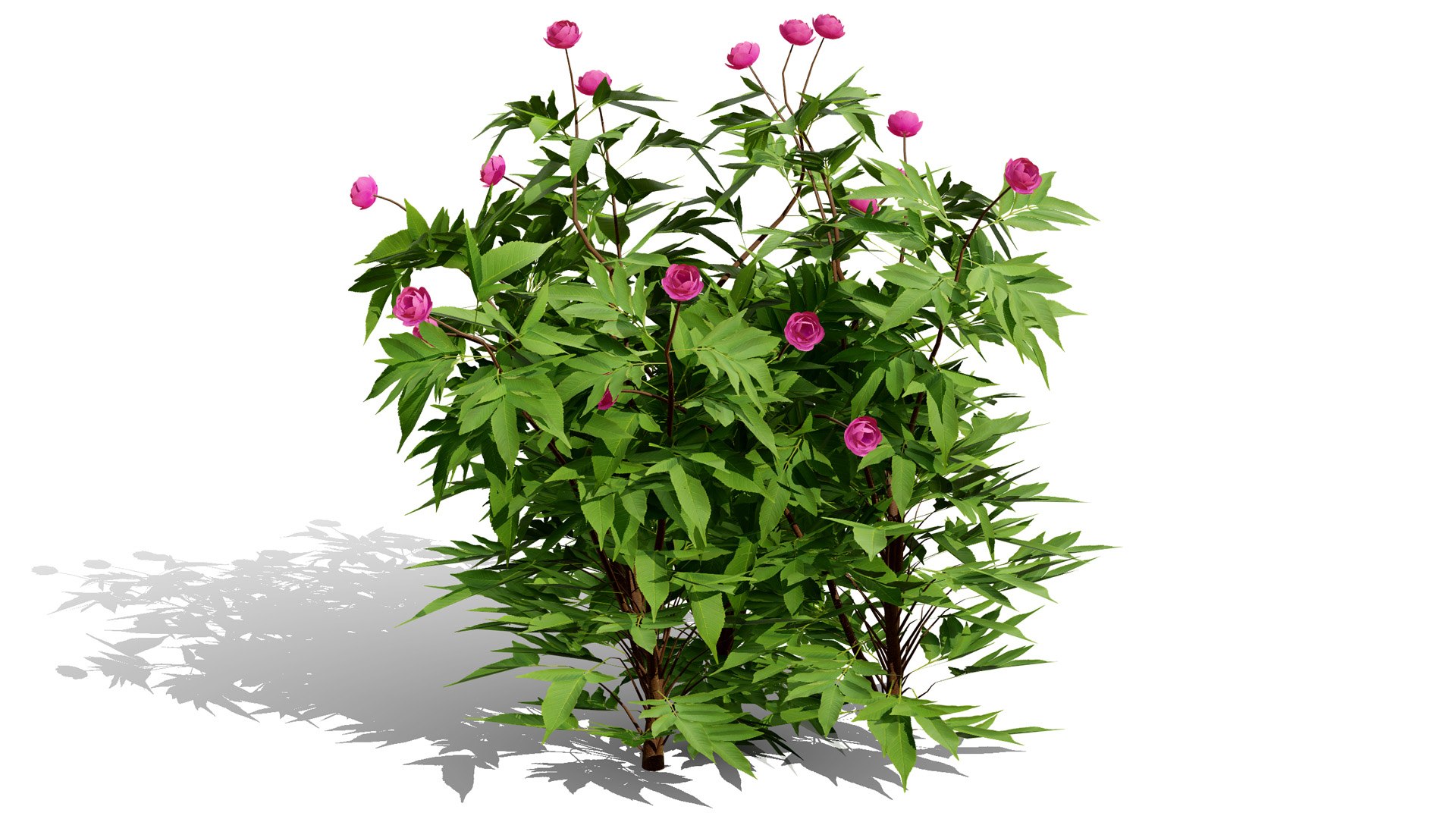Japanese Garden Plant Trio 3D Models model https://p.turbosquid.com/ts-thumb/sd/uUQCmF/L8/japanesepeonyl/jpg/1786489946/1920x1080/fit_q87/996bff3de526eab0a91e168e0ed5011c2813cf57/japanesepeonyl.jpg