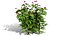 日本园林植物三重奏3D模型