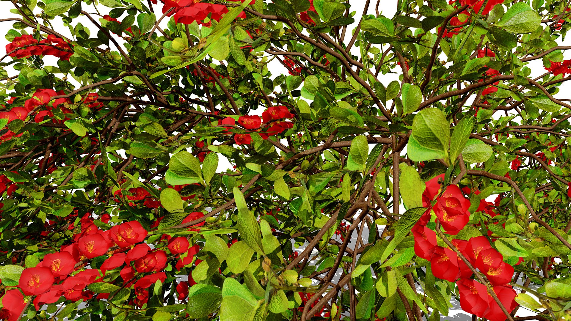 Japanese Garden Plant Trio 3D Models model https://p.turbosquid.com/ts-thumb/sd/uUQCmF/xl/japanesechaenomelesjaponicaz34l/jpg/1786489944/1920x1080/fit_q87/27481dba04a97de5e6c3e56545ca3f6fb94fb1a7/japanesechaenomelesjaponicaz34l.jpg