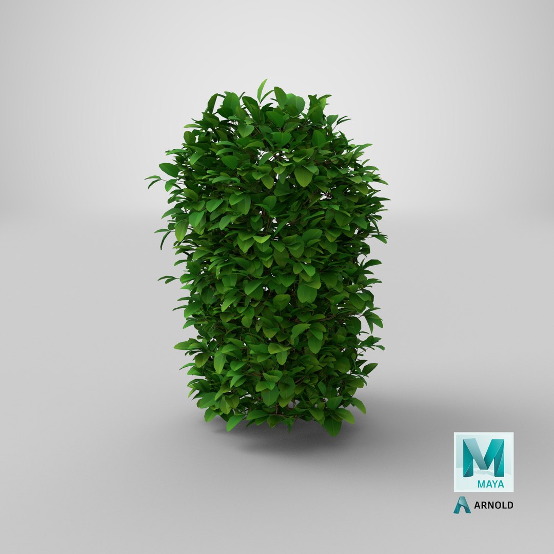 Cartoon Bush 05 3D model https://p.turbosquid.com/ts-thumb/sd/v0zhDy/PZ/stemcell_maya_arnold_render/png/1660224940/1920x1080/fit_q87/787c7e9d01951bfc6501300d0528bdeadaba4d83/stemcell_maya_arnold_render.jpg