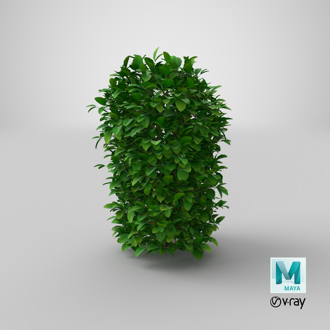 Cartoon Bush 05 3D model https://p.turbosquid.com/ts-thumb/sd/v0zhDy/ah/stemcell_maya_vray_render/png/1660224944/1920x1080/fit_q87/be6e390e2d9b69796a943b41a12ab70f7eae7f4e/stemcell_maya_vray_render.jpg