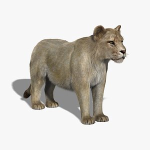 3d lioness fur