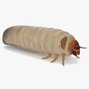 3D Maggot May Bug model