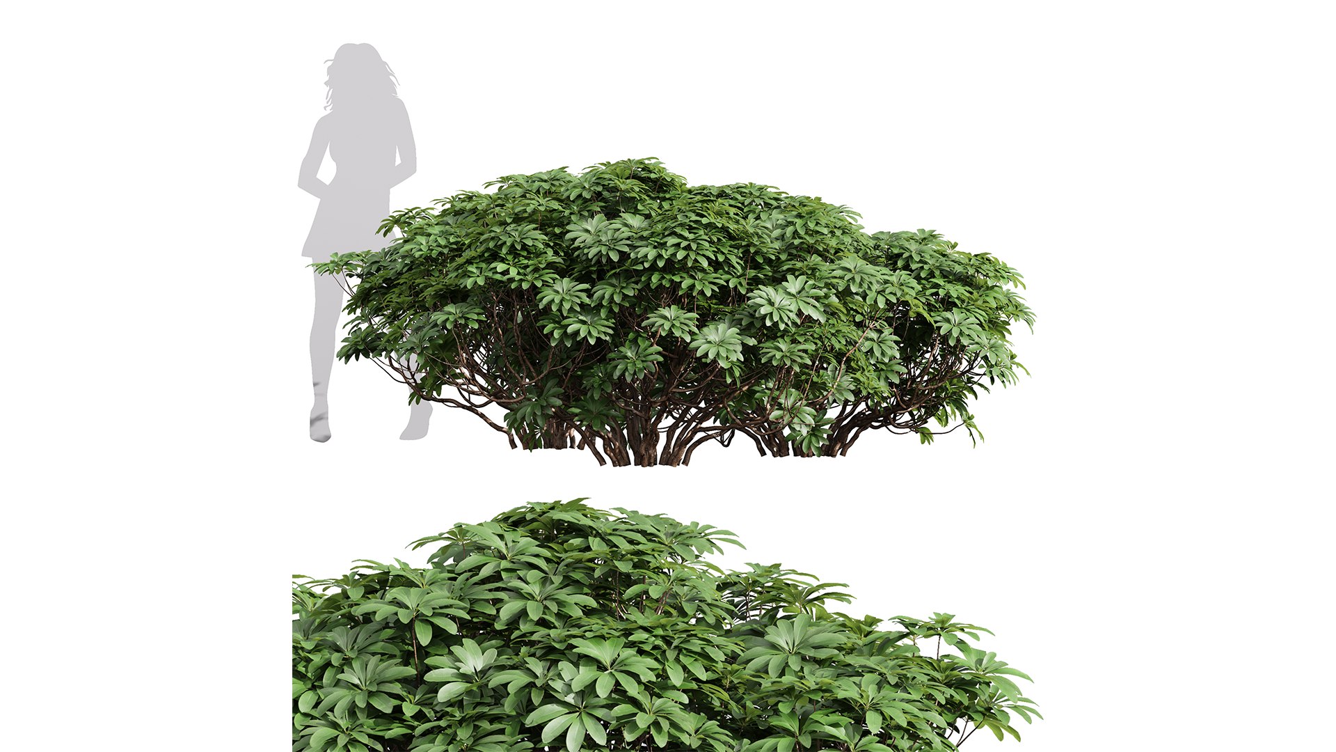 9Different SETS of Bush Set Vol 48 3D model https://p.turbosquid.com/ts-thumb/se/AuV081/Jt/z01/png/1717588519/1920x1080/fit_q87/b0ab94b6e1dcb7b2acf9a3b420f1047a5feab9ac/z01.jpg