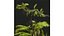 9Różne ZESTAWY zestawu Bush Set, tom 48