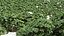 9Różne ZESTAWY zestawu Bush Set, tom 48