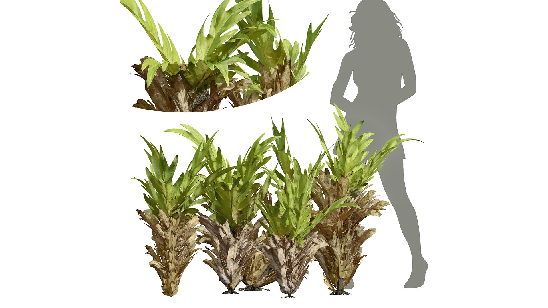9Different SETS of Bush Set Vol 48 3D model https://p.turbosquid.com/ts-thumb/se/AuV081/Yq/z01/png/1717586970/1920x1080/fit_q87/61ea813817eec99455b98c35b3b56f679be7588c/z01.jpg