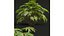 9Różne ZESTAWY zestawu Bush Set, tom 48