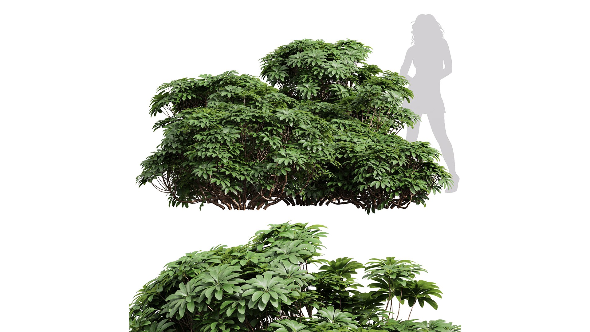 9Different SETS of Bush Set Vol 48 3D model https://p.turbosquid.com/ts-thumb/se/AuV081/ns/z01/png/1717589991/1920x1080/fit_q87/edaf1d2eb51f6d0dfccd05fa410f43f732654368/z01.jpg