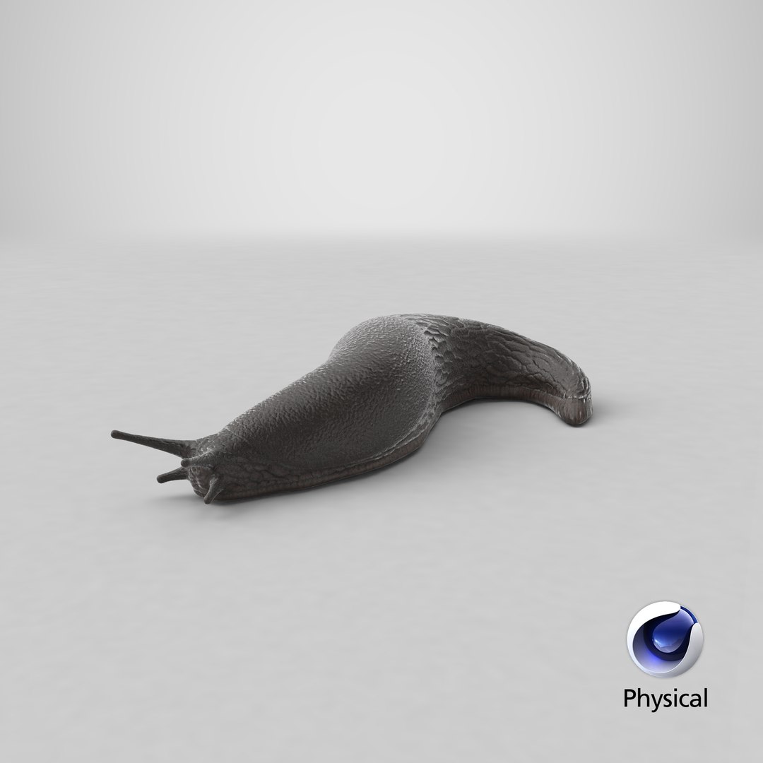 Black Garden Slug Crawling 3D model https://p.turbosquid.com/ts-thumb/se/EMHzVU/4m/stemcell_cinema_4d_physical_render/png/1684413906/1920x1080/fit_q87/d3927b2b31d0434406c4979ce722e30cea26921b/stemcell_cinema_4d_physical_render.jpg