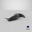 Black Garden Slug Crawling