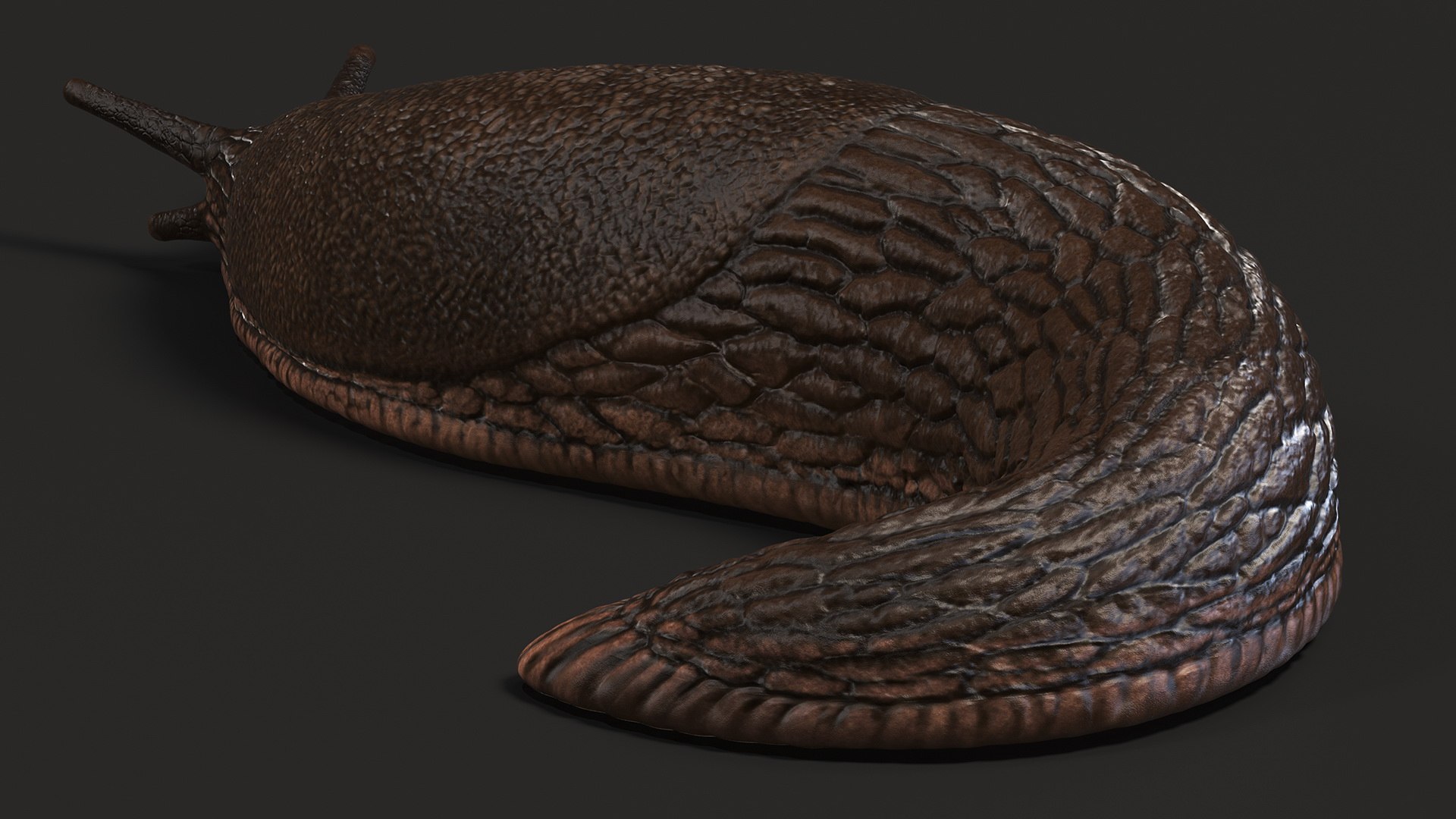 Black Garden Slug Crawling 3D model https://p.turbosquid.com/ts-thumb/se/EMHzVU/6Y/blackgardenslugcrawlingc4dmodel007/jpg/1673621739/1920x1080/fit_q87/ffde9199436bef5314c6af62b7d9551702fa2e4b/blackgardenslugcrawlingc4dmodel007.jpg