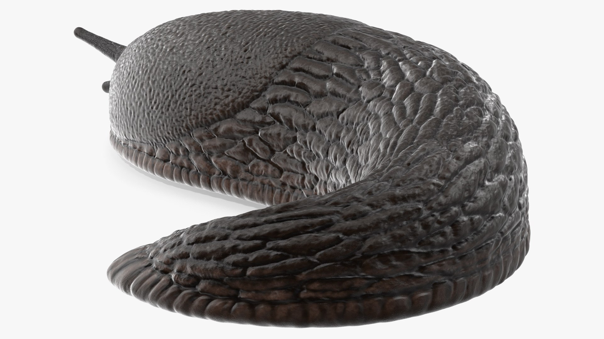 Black Garden Slug Crawling 3D model https://p.turbosquid.com/ts-thumb/se/EMHzVU/9J/blackgardenslugcrawlingc4dmodel013/jpg/1673621757/1920x1080/fit_q87/1bca965876fb2b71ffc8cb39e1122fd4039f64dc/blackgardenslugcrawlingc4dmodel013.jpg