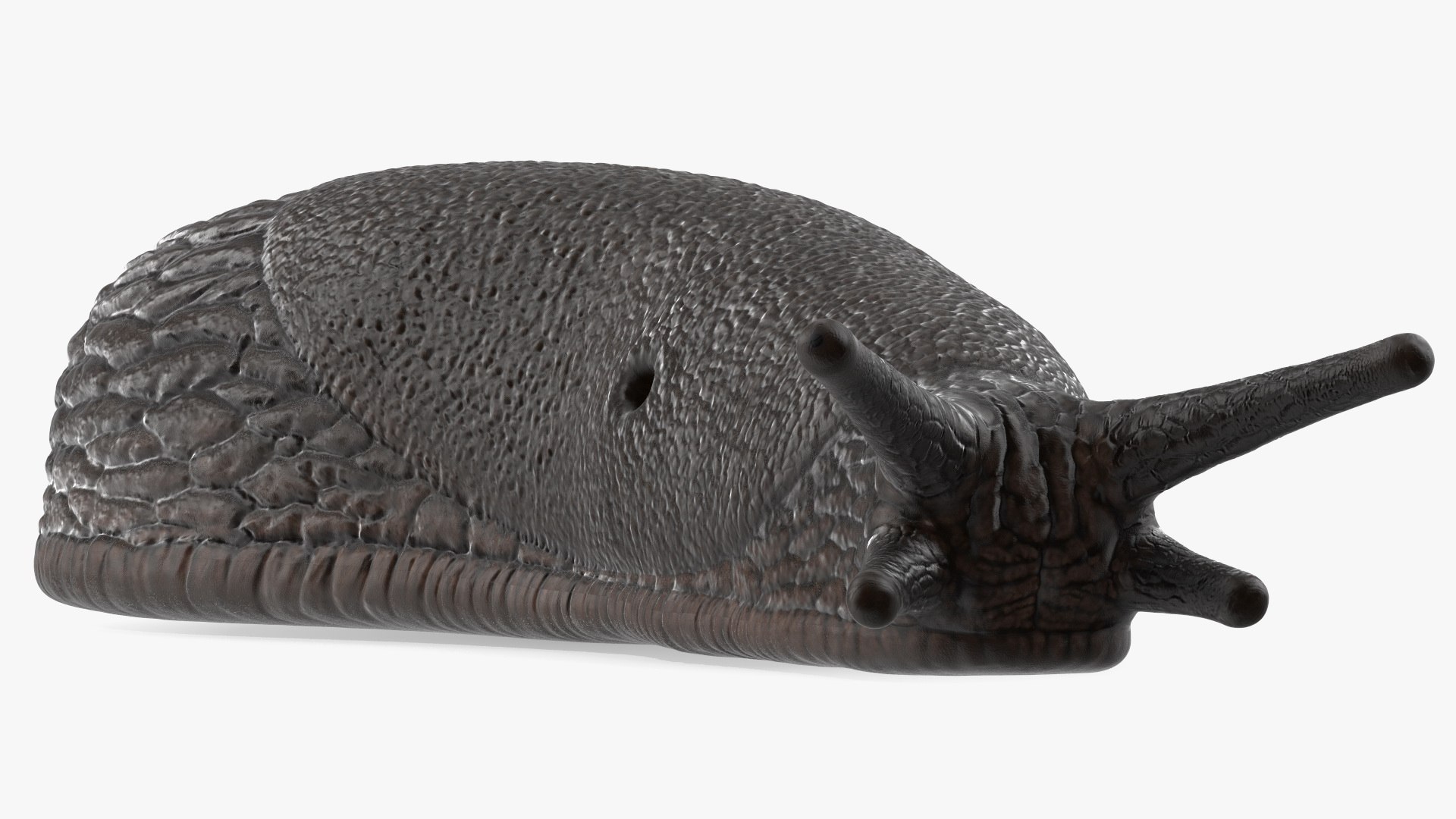 Black Garden Slug Crawling 3D model https://p.turbosquid.com/ts-thumb/se/EMHzVU/F8/blackgardenslugcrawlingc4dmodel012/jpg/1673621754/1920x1080/fit_q87/e8bdf8ea3f3c8e439fe5beddbc01a65ab471e59e/blackgardenslugcrawlingc4dmodel012.jpg