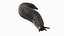 Black Garden Slug Crawling
