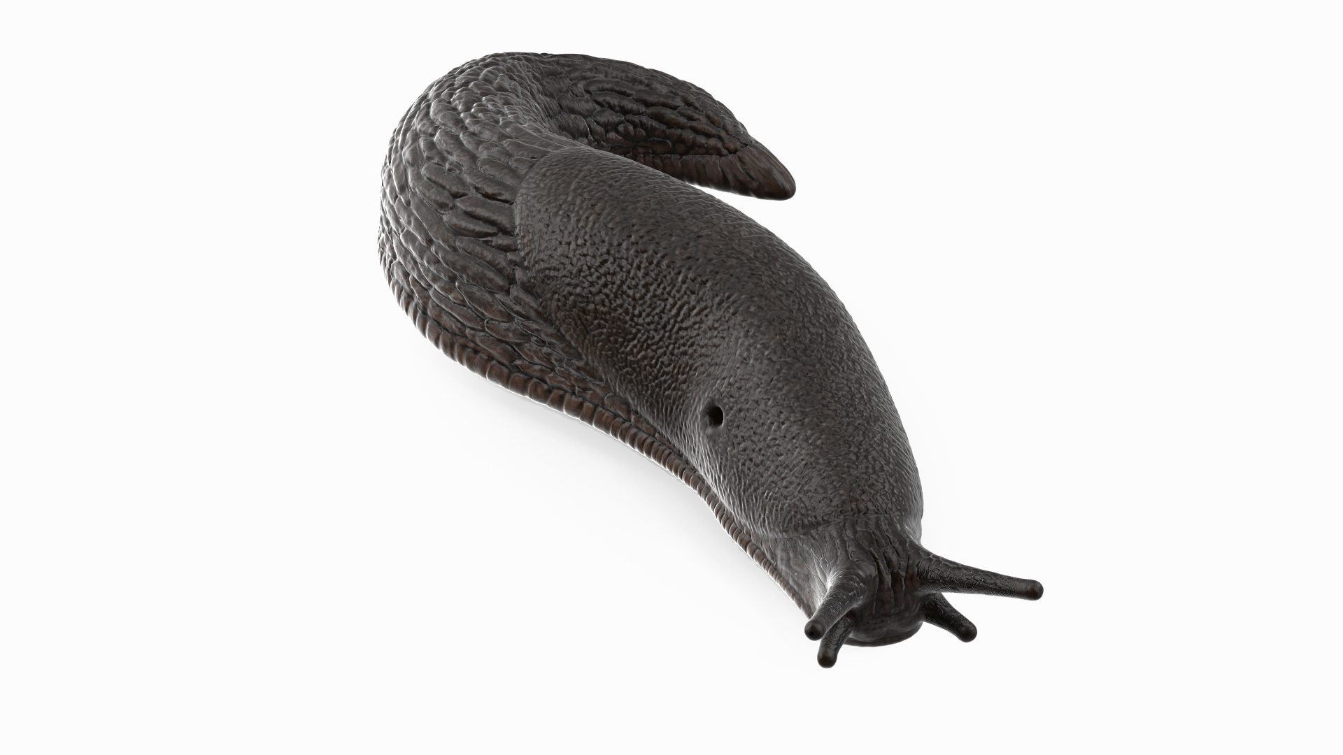 Black Garden Slug Crawling 3D model https://p.turbosquid.com/ts-thumb/se/EMHzVU/G0/black_garden_slug_crawling_360/jpg/1673621428/1920x1080/turn_fit_q99/fdfe8d79cc9422f198df798cb8576607112ee6b3/black_garden_slug_crawling_360-1.jpg