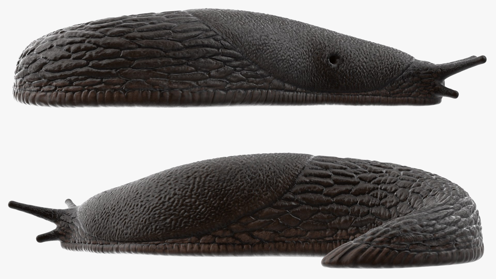 Black Garden Slug Crawling 3D model https://p.turbosquid.com/ts-thumb/se/EMHzVU/JC/blackgardenslugcrawlingc4dmodel009/jpg/1673621745/1920x1080/fit_q87/cc74a40e7f5ce6209ea2ddfc1f36c70e9b81c092/blackgardenslugcrawlingc4dmodel009.jpg