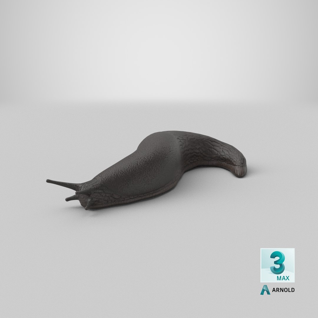Black Garden Slug Crawling 3D model https://p.turbosquid.com/ts-thumb/se/EMHzVU/Ke/stemcell_max_arnold_render/png/1684413899/1920x1080/fit_q87/f6fc8a338695efdaaf111b7f8c0f763c42dfebca/stemcell_max_arnold_render.jpg