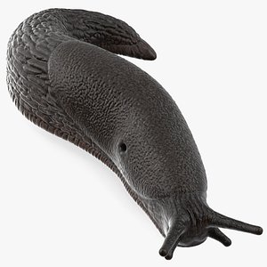 Black Garden Slug Crawling