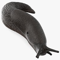 Black Garden Slug Crawling