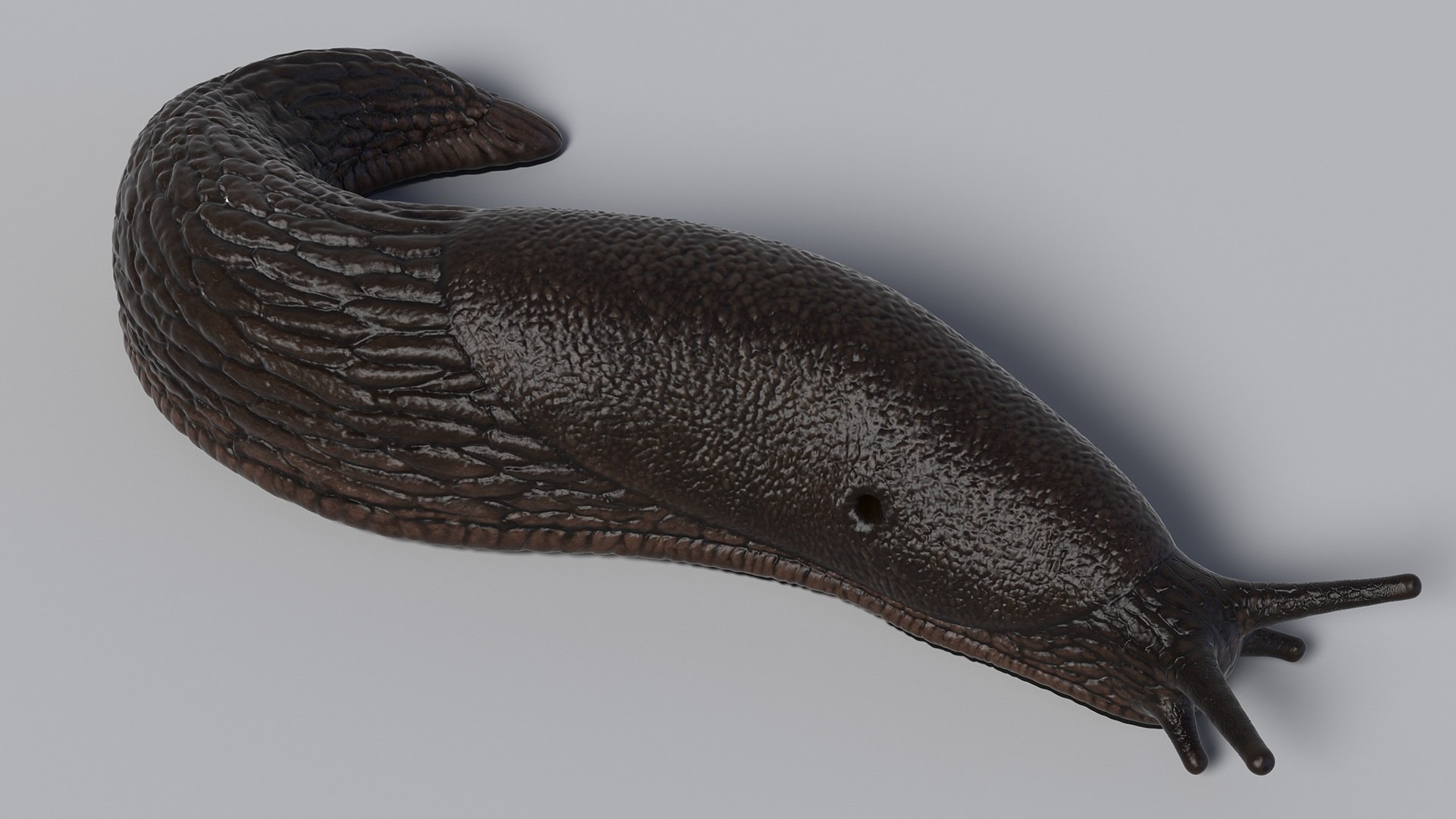 Black Garden Slug Crawling 3D model https://p.turbosquid.com/ts-thumb/se/EMHzVU/Mh/blackgardenslugcrawlingc4dmodel008/jpg/1673621742/1920x1080/fit_q87/cf08dbe6e1fbcb51296fab60600e8674999b547f/blackgardenslugcrawlingc4dmodel008.jpg