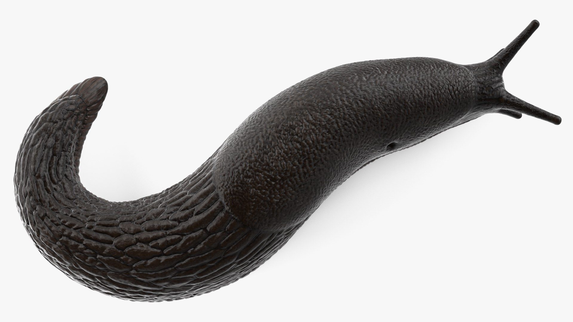 Black Garden Slug Crawling 3D model https://p.turbosquid.com/ts-thumb/se/EMHzVU/PA/blackgardenslugcrawlingc4dmodel014/jpg/1673621760/1920x1080/fit_q87/41abdb176b8777af8c48570cd1933ba493b08daf/blackgardenslugcrawlingc4dmodel014.jpg