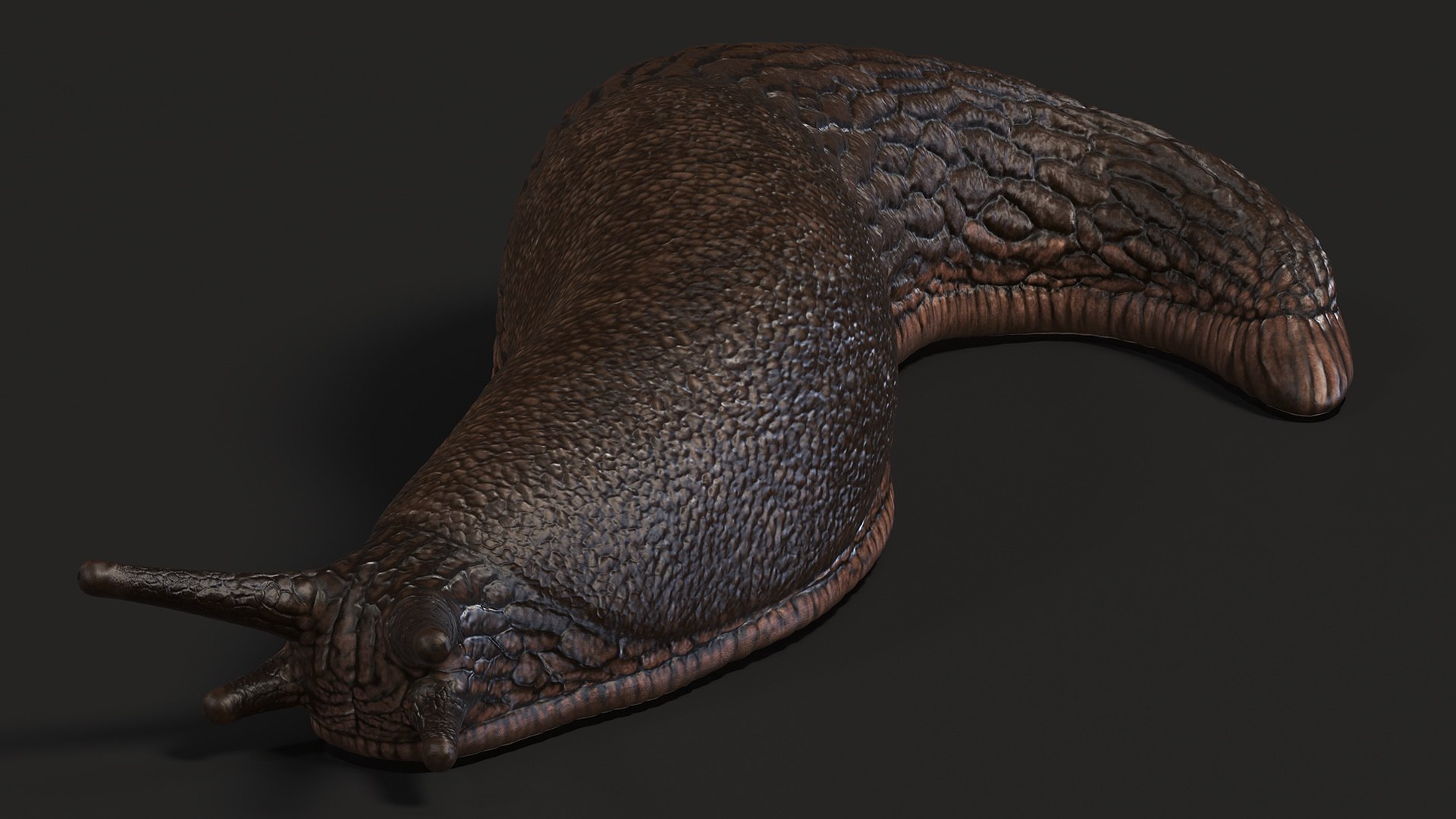 Black Garden Slug Crawling 3D model https://p.turbosquid.com/ts-thumb/se/EMHzVU/Sb/blackgardenslugcrawlingc4dmodel006/jpg/1673621737/1920x1080/fit_q87/35ceaaffae93a3d0ff9b0b783eba6318dd1469ac/blackgardenslugcrawlingc4dmodel006.jpg
