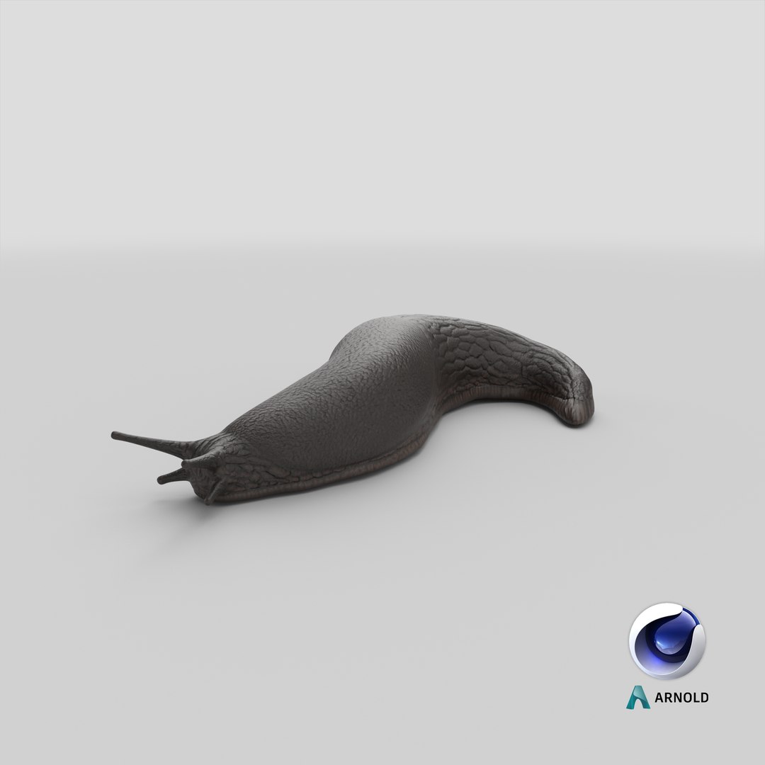 Black Garden Slug Crawling 3D model https://p.turbosquid.com/ts-thumb/se/EMHzVU/Ts/stemcell_cinema_4d_arnold_render/png/1684413905/1920x1080/fit_q87/bddd2cdc57b00fc89d1a172929f7bfa47fa0e527/stemcell_cinema_4d_arnold_render.jpg