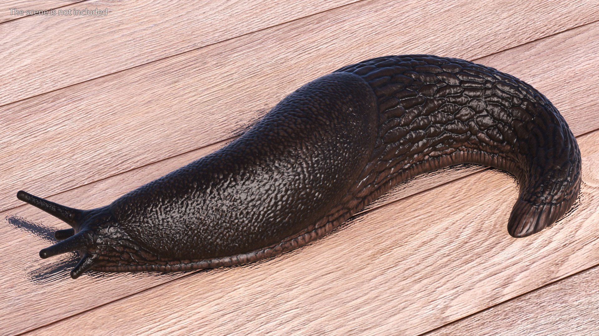 Black Garden Slug Crawling 3D model https://p.turbosquid.com/ts-thumb/se/EMHzVU/Vz/blackgardenslugcrawlingc4dmodel004/jpg/1673621730/1920x1080/fit_q87/827c7279c702231d223224803680ab8c2cfedb77/blackgardenslugcrawlingc4dmodel004.jpg