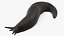 Black Garden Slug Crawling