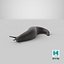 Black Garden Slug Crawling