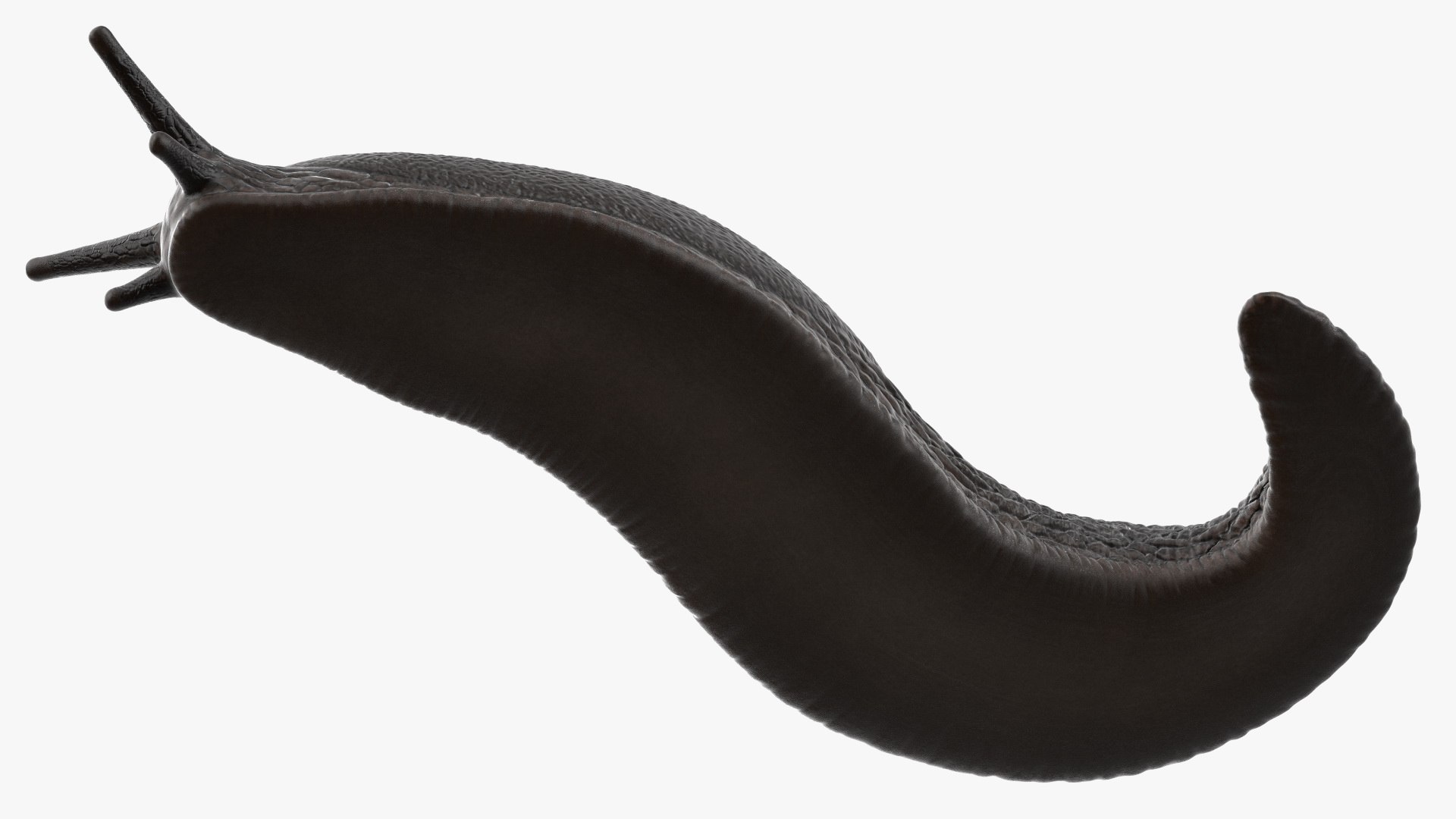 Black Garden Slug Crawling 3D model https://p.turbosquid.com/ts-thumb/se/EMHzVU/fV/blackgardenslugcrawlingc4dmodel015/jpg/1673621763/1920x1080/fit_q87/88fcdbc53fff76f69a22a700b36086962881e6dc/blackgardenslugcrawlingc4dmodel015.jpg