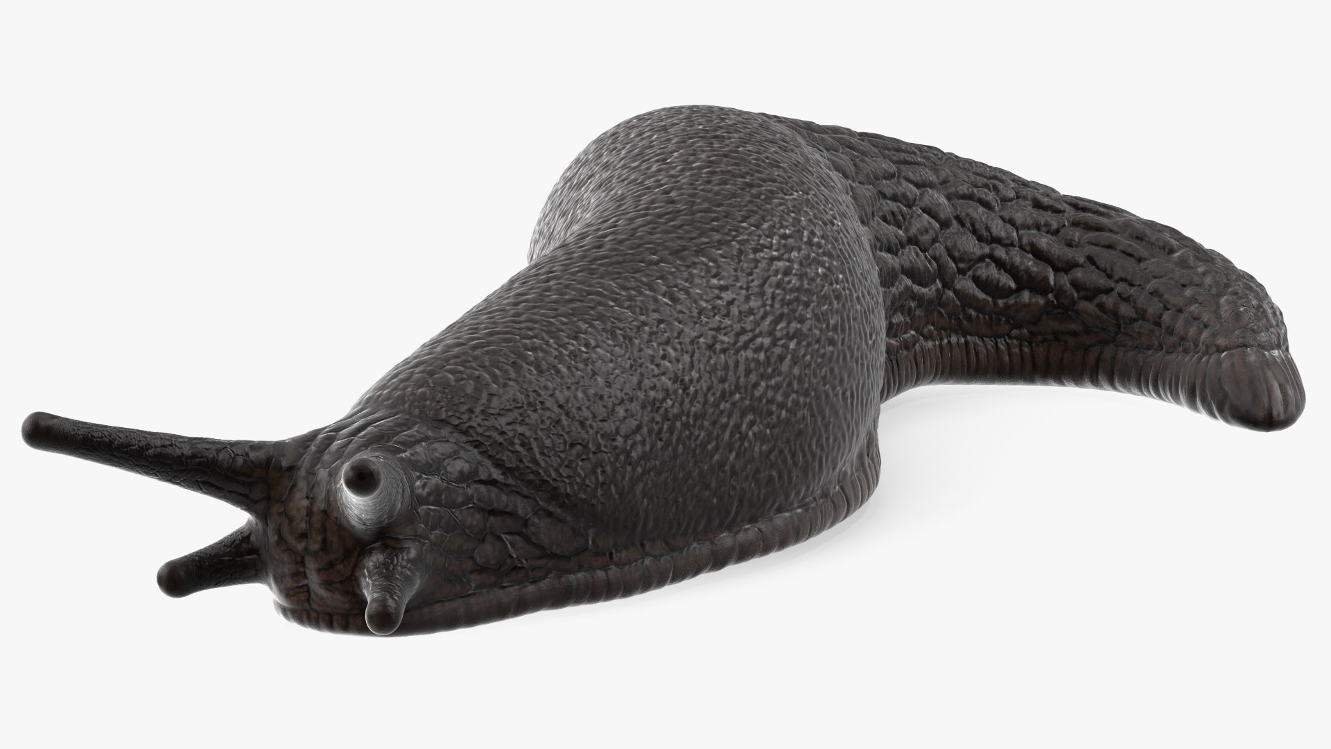 Black Garden Slug Crawling 3D model https://p.turbosquid.com/ts-thumb/se/EMHzVU/fz/blackgardenslugcrawlingc4dmodel011/jpg/1673621752/1920x1080/fit_q87/4b391c4e15bb9fe600b2d73dc7e4fcd89846be24/blackgardenslugcrawlingc4dmodel011.jpg