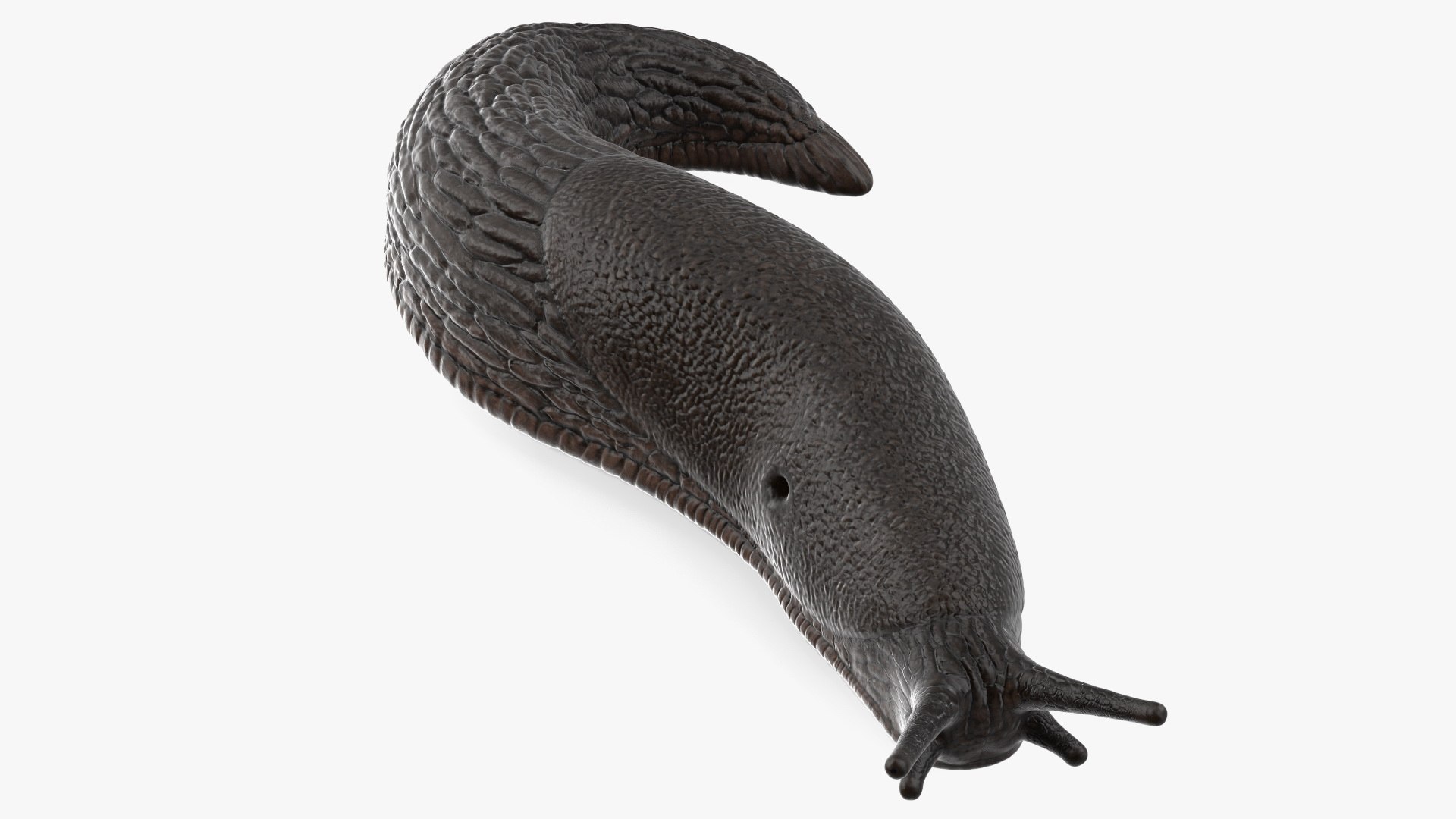 Black Garden Slug Crawling 3D model preview