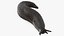Black Garden Slug Crawling