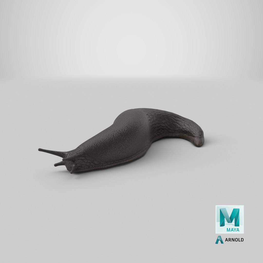 Black Garden Slug Crawling 3D model https://p.turbosquid.com/ts-thumb/se/EMHzVU/qq/stemcell_maya_arnold_render/png/1684413896/1920x1080/fit_q87/2d8bdd1768b991232bd00983f0f8cd5f32b5cdfe/stemcell_maya_arnold_render.jpg