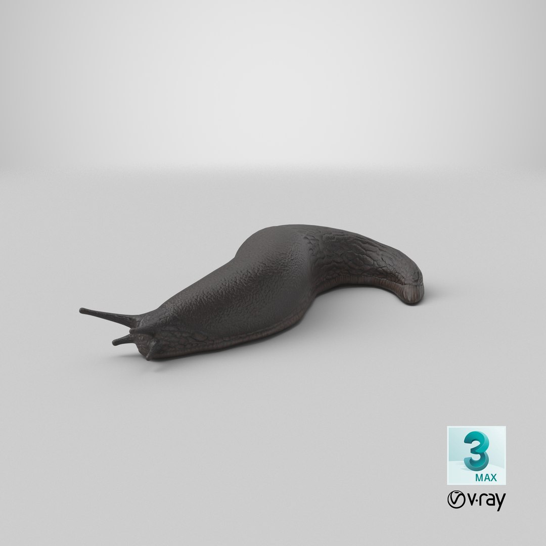 Black Garden Slug Crawling 3D model https://p.turbosquid.com/ts-thumb/se/EMHzVU/yN/stemcell_max_vray_render/png/1684413897/1920x1080/fit_q87/1813e0eb96516c314ac4f42246c73a041bfb4872/stemcell_max_vray_render.jpg