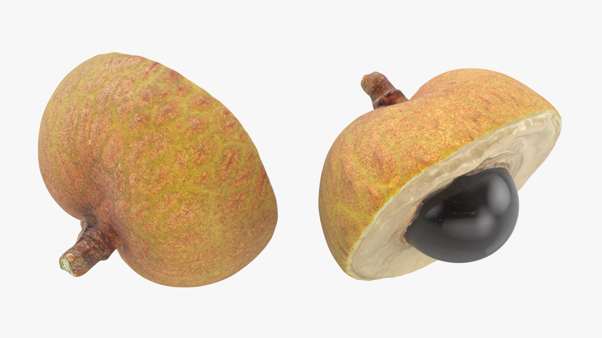 Longan Collection 3D model https://p.turbosquid.com/ts-thumb/se/RzTnVK/Lj/longancut02_a0002/jpg/1781257036/1920x1080/fit_q87/5d91dc3bb7299313a640962cad6db7c28f396530/longancut02_a0002.jpg