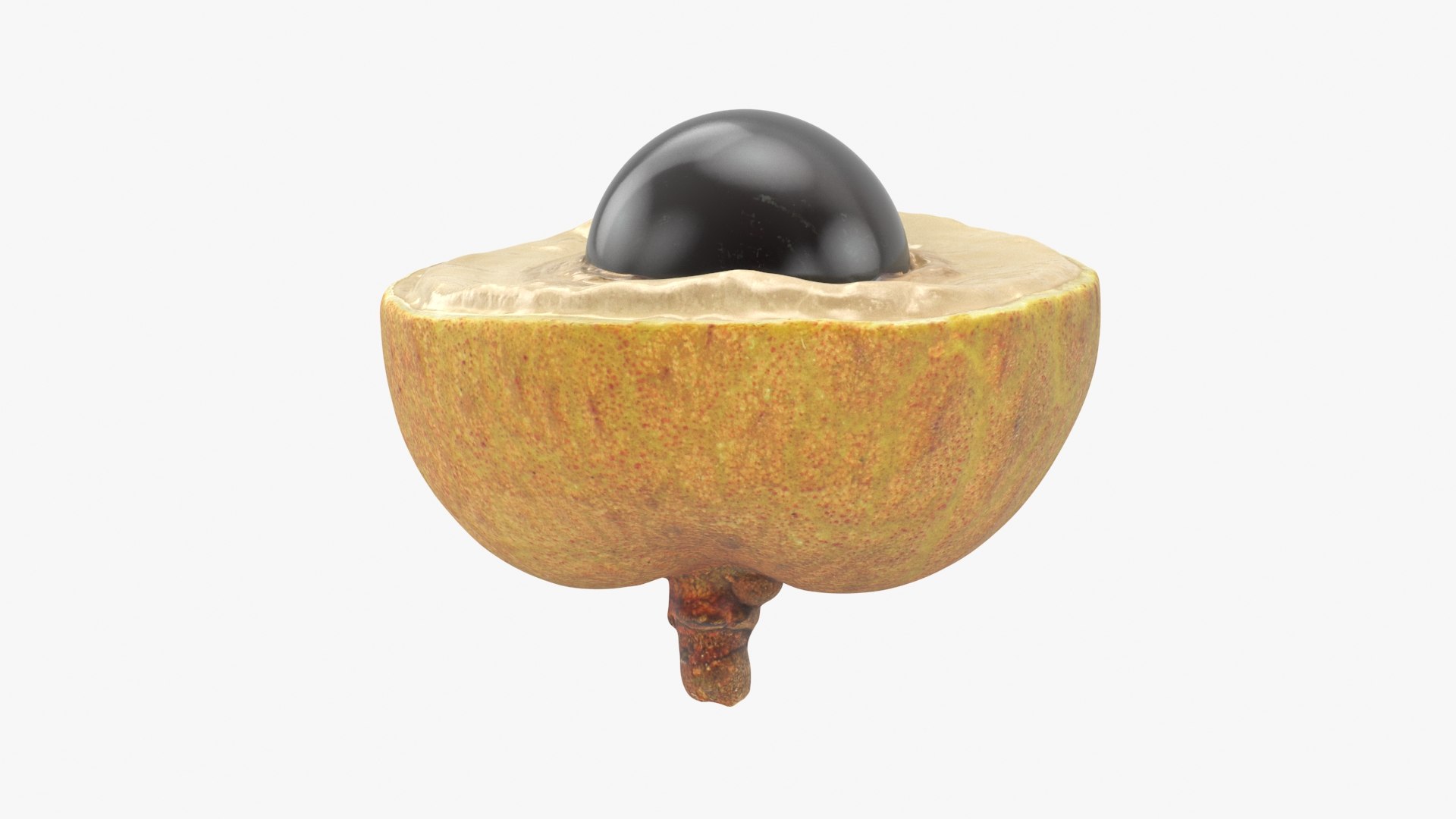 Longan Collection 3D model https://p.turbosquid.com/ts-thumb/se/RzTnVK/Py/longancut02_a0001/jpg/1781257035/1920x1080/fit_q87/c502fcf5364ce488b627994e641c6085b11bc260/longancut02_a0001.jpg